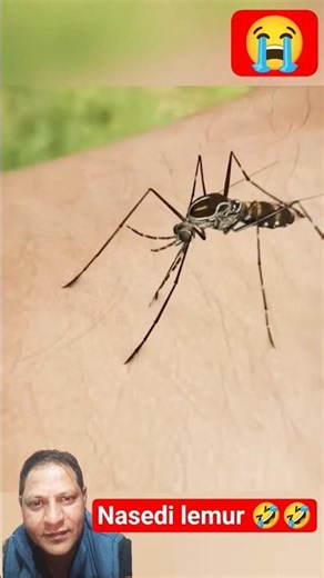 “Lemur Animal Party time 🤣🤣 #shorts #ytshorts #chikrichikri #animals