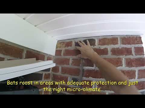 Modification to Stop Exterior Roosting Bats