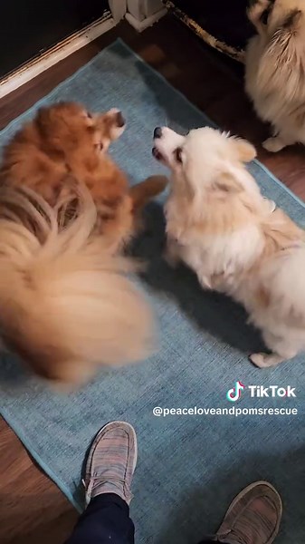 A sneak peak of what rescue looks like at our main foster base.... it's not easy keeping up with these kids, the constant cleaning inside and out every single day just to be destroyed and do it all over again every single day. Our Facebook dilemma seems like it will never be fixed. We went from almost 15k followers, a donate button, and lots of support to only 700 followers, with no way to raise funds. We have multiple intake pleas each day, but without funds, so we can't fully reopen intakes...