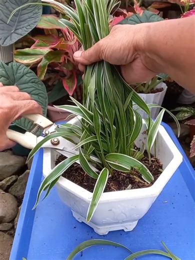 Effective Techniques for Trimming Spider Plant Leaves