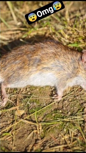 Ta Ta by by gya | how to increase the views in youtube shorts 😰😨