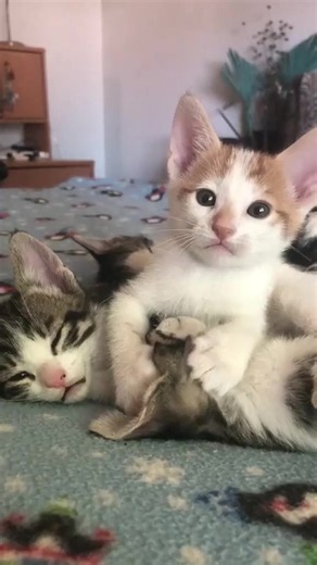 Funny Cats Compilation: Best Cute & Hilarious Cat Moments