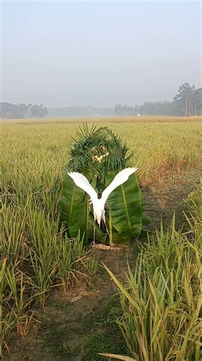 See how to catch a hawk with a hawk 🌾🦩😱 #birdhunting##birdcachingtricks