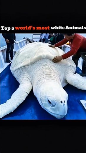 world's most 5 iconic white animals 😱