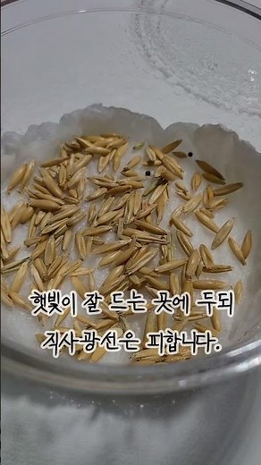 딸과 함께하는 캣그라스 귀리 키우기 준비 과정