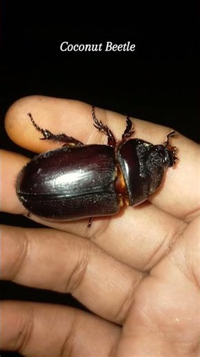 Her nails are very sharp, quite painful on my skin #beetle