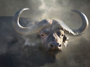 The Most Dangerous Animals in the World and Where to Find Them