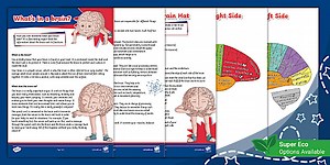 What's in a brain? Make a Brain Hat (Ages 7–11)