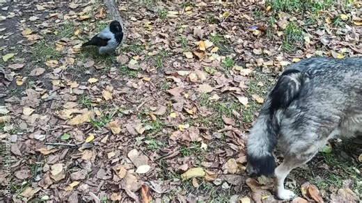 A grey crow plays with a dog. The bird sneaks up behind the dog to peck its tail.