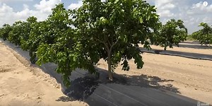 Citrus Center releases novel citrus irrigation video - Texas Water Resources Institute