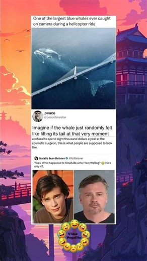 One of the largest blue whales ever caught on camera du #funny #meme #humor #lol #comedy #funvid