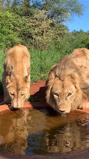 In memory of Nina, our maned female lioness that passed away yesterday. | SanWild Sanctuary