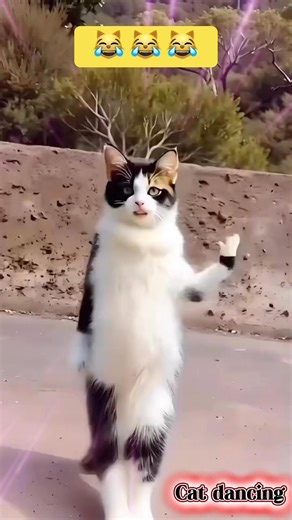 Cat dancing 😻🐾 #cat #dancing #catlover #fblifestyle #viralreels #fbreels #fypviralシ #fbreelsvideo #fypシ゚ #fyp #love #reels #cute #viral #trending #everyone #highlights #explore | Helen Tan