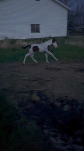 43K views · 2.2K reactions | Your daily dose of bad baby Felix 浪 | Twisted Pine Paints | Facebook