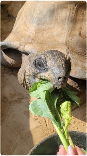 We are saddened to share that Andy, our beloved 67-year-old, 500-pound Aldabra tortoise was humanely euthanized on Saturday, January 10. 🩺❤️ In May of 2024, we posted that our gentle giant had been facing some health challenges, leading us to consult with veterinary cardiologist Andrew White, DVM, Diplomate ACVIM who prescribed medication and treatment that helped decrease the fluid around his heart and strengthen his heart muscle. Since then, Andy continued to take heart medication and was clo