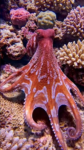 Amazing Facts About Nature And Animals | Spacce And Science | History And Daily Life #amazingfacts