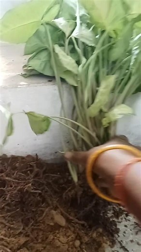 #homegarden #ihavethisthingwithplants #🌺🪴