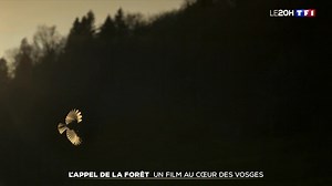 Le 20 heures de TF1 du 14 décembre 2025 : "L'appel de la forêt un film au cœur des Vosges" de Vincent Munier. Philippe ATTENTION : Le titre du film de Vincent Munier est bien "Le Chant des forets" et non pas "L'appel de la forêt" indiqué faussement par TF1 et que j'ai recopié en confiance. Bande annonce : https://www.youtube.com/watch?v=heoMyS_hjm8 | Charmes et Météo des Hautes Vosges et ses vallées