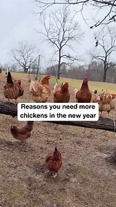 2.5K reactions · 252 shares | The list goes on and on! What's your biggest reason for expanding your flock in 2025? Reyne G. | Purina Flock | Facebook