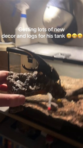 Caring for Your Exotic Beetle: Tips and Tank Setup