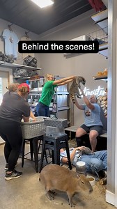 907K views · 50K reactions | Stay tuned to see the results!! #westmeisterfarm #bestdayever #tours #opendates #2026 #otter #capybara #opossum #raccoon #skunk #prairedog #armadillo #trending #bts #behindthescenes #staytuned | Westmeister Farm Animal Encounters | Facebook