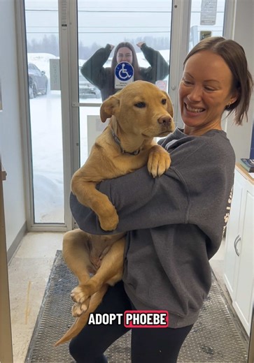 Adopt Phoebe: Your Future Adventure Companion