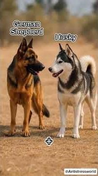 POODLE X GOLDEN RETRIEVER HYBRID – THE ULTIMATE FAMILY STAR