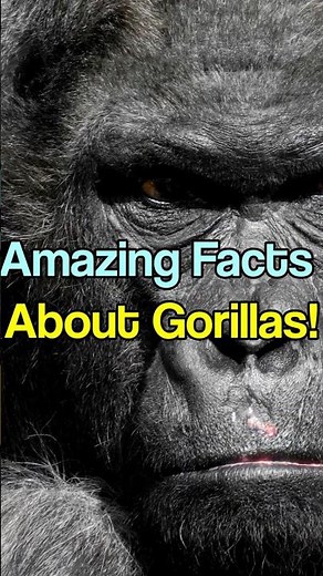 Exploring the Lives of Gorillas | Quick Facts