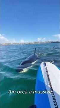 Deadly Killer Whale Encounter: Close Call with a Ruthless Orca in New Zealand!#amazingocean
