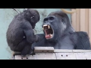 【Kyoto】Gorilla⭐️ Kintaro is sometimes scolded but never leaves near his dad.