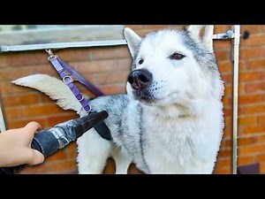 10 Tips For Grooming a Siberian Husky!