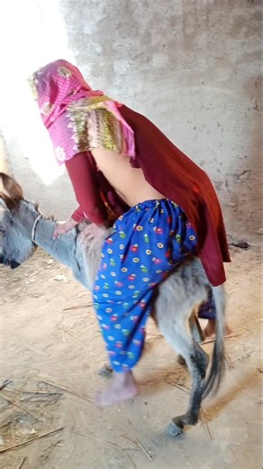 new donkey funny shorts #youtubeshorts #animallife #comedyshorts #funnydonkey