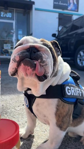 80 reactions | Truth. | Griff II, Drake University Live Mascot | Facebook