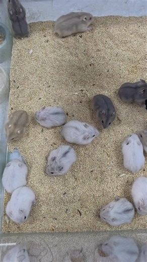 Dwarf Hamster are so cute 🥺