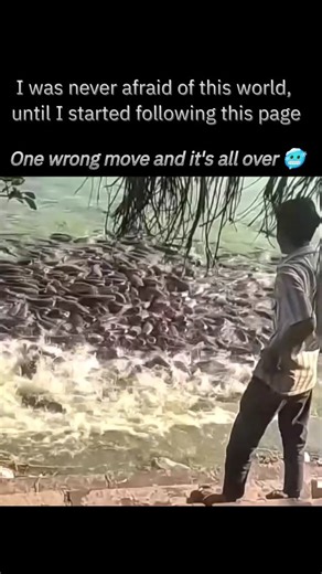 wierd_world on Instagram: "Many catfish species (both freshwater and saltwater) have sharp, venomous spines located in their pectoral and dorsal fins. ​Effect: A sting causes severe pain and inflammation. ​Fatalities: While the venom from most species is not potent enough to kill a healthy adult, the sting from the Striped Eel Catfish (Plotosus lineatus) in saltwater areas is considered potentially fatal, though this is also rare. The main risk from typical stings is a serious infection if the w