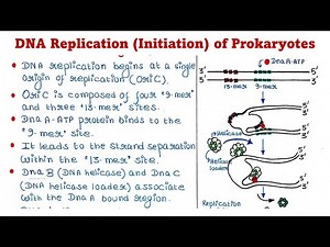 Prokaryotic DNA Replication | Initiation