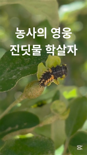 진딧물 학살자 등장 #무당벌레 #유충 #곤충 #자연 #텃밭 #진딧물 #벌레 #힐링 #shorts #자연관찰 #천적 #친환경농사
