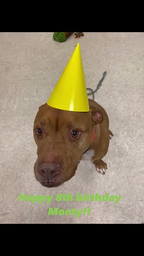 Happiest 8th birthday to one of our longest stay dogs Monty! Monty’s one wish is a stable home of his own and we were able to fulfill part of that wish since Monty went to FOSTER! His journey is not complete yet though until we find him a forever home. Email adopt@austinpetsalive.org for info! | Austin Pets Alive Long Stay Dogs