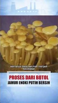 Canggih! Cara Jepang Budidaya Jamur Enoki