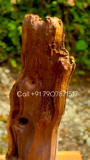 Tree Forms on Instagram: "Wooden live edge table top stand unique design premium finish esthetic mood indoor plant - buddha stand different size and shape available wholesale retail more details call +91 7907871517 #unique #handicat #wood #furniture #homedecor"