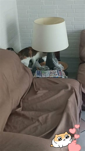 Logan e Sofy scene reali di vita felina😹😹#shortcats #catcomedy #cutecat #고양이 #cat