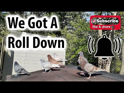 May 28, 2020 - We Got A Roll Down (Birmingham Roller Pigeons)