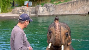 Giraffe, Cartoon, 2D, Forest