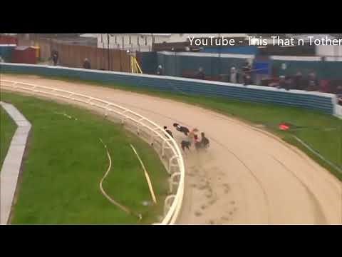 Greyhound Chases Rabbit Off Track then Dives into the Pond at Gold Cup Henlow April 2018