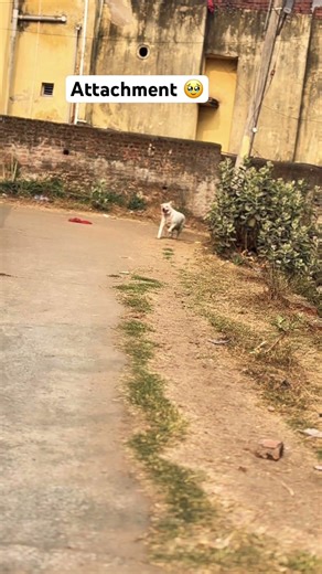 #love #cockapoo #coco #comedyfilms #comedyfilms #petsrule #funny #funnyanimals #pets #labrador