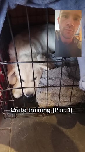 Crate training (part 1) #housetraining #trainedpuppies #cratetraining #basictraining #housetraining #puppies #puppytraining #separationanxiety #sleepingpuppy #sleepingpuppies #traineddog