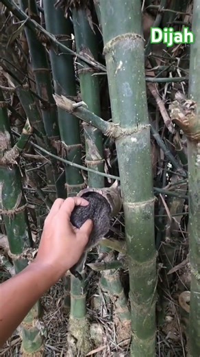 unique animals in bamboo #animal #nature #shortvidio