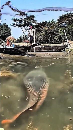 Catching a giant arapaima with a net in a wild river. #fish #bigfish #shorts