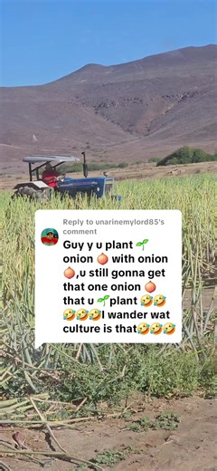 How to Plant Spring Onions in a Landry Basket