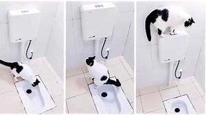 "This cat is better than my room mate": Cat poops in toilet, flushes it properly
